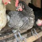 La Ferme De Marie *