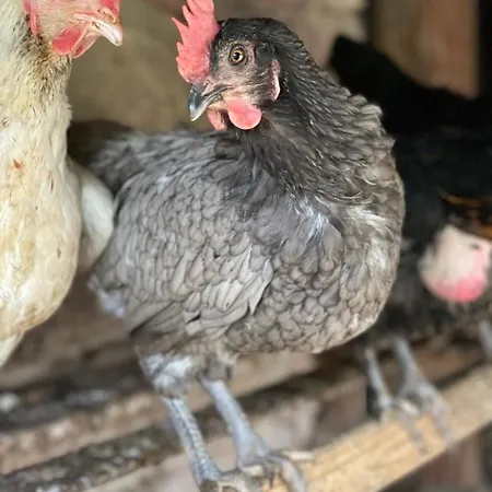 La Ferme De Marie *