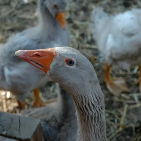 La Ferme De Marie Apartment *